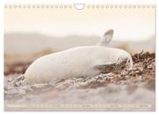 Kegelrobben - Die Kegelrobben von Helgoland (Wandkalender 2024 DIN A4 quer), CALVENDO Monatskalender - Abbildung 11