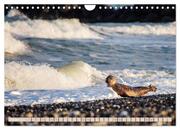 Kegelrobben - Die Kegelrobben von Helgoland (Wandkalender 2024 DIN A4 quer), CALVENDO Monatskalender - Abbildung 12