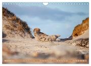Kegelrobben - Die Kegelrobben von Helgoland (Wandkalender 2024 DIN A4 quer), CALVENDO Monatskalender - Abbildung 13