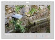 Der Graureiher (Wandkalender 2024 DIN A4 quer), CALVENDO Monatskalender - Abbildung 14