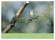 Die Blaumeise, Gast in unserem Garten (Wandkalender 2024 DIN A4 quer), CALVENDO Monatskalender - Abbildung 4