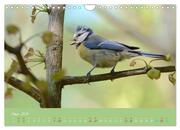 Die Blaumeise, Gast in unserem Garten (Wandkalender 2024 DIN A4 quer), CALVENDO Monatskalender - Abbildung 5
