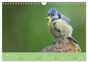 Die Blaumeise, Gast in unserem Garten (Wandkalender 2024 DIN A4 quer), CALVENDO Monatskalender - Abbildung 6