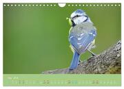 Die Blaumeise, Gast in unserem Garten (Wandkalender 2024 DIN A4 quer), CALVENDO Monatskalender - Abbildung 7