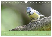 Die Blaumeise, Gast in unserem Garten (Wandkalender 2024 DIN A4 quer), CALVENDO Monatskalender - Abbildung 8