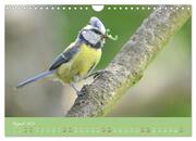 Die Blaumeise, Gast in unserem Garten (Wandkalender 2024 DIN A4 quer), CALVENDO Monatskalender - Abbildung 10