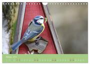 Die Blaumeise, Gast in unserem Garten (Wandkalender 2024 DIN A4 quer), CALVENDO Monatskalender - Abbildung 12