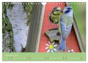 Die Blaumeise, Gast in unserem Garten (Wandkalender 2024 DIN A4 quer), CALVENDO Monatskalender - Abbildung 13