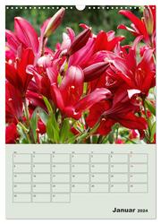 Lilien im Garten (Wandkalender 2024 DIN A3 hoch), CALVENDO Monatskalender - Abbildung 3
