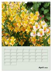 Lilien im Garten (Wandkalender 2024 DIN A3 hoch), CALVENDO Monatskalender - Abbildung 6
