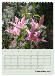 Lilien im Garten (Wandkalender 2024 DIN A3 hoch), CALVENDO Monatskalender - Abbildung 13