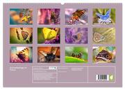 Schmetterlinge im Fokus (hochwertiger Premium Wandkalender 2024 DIN A2 quer), Kunstdruck in Hochglanz - Abbildung 1