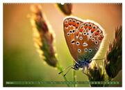 Schmetterlinge im Fokus (hochwertiger Premium Wandkalender 2024 DIN A2 quer), Kunstdruck in Hochglanz - Abbildung 6
