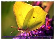 Schmetterlinge im Fokus (hochwertiger Premium Wandkalender 2024 DIN A2 quer), Kunstdruck in Hochglanz - Abbildung 7