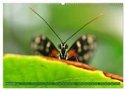 Schmetterlinge im Fokus (hochwertiger Premium Wandkalender 2024 DIN A2 quer), Kunstdruck in Hochglanz - Abbildung 12