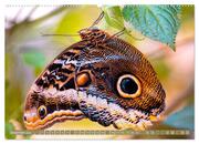 Schmetterlinge im Fokus (hochwertiger Premium Wandkalender 2024 DIN A2 quer), Kunstdruck in Hochglanz - Abbildung 13