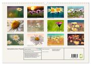 Gänseblümchen Poesie (Wandkalender 2024 DIN A3 quer), CALVENDO Monatskalender - Abbildung 1