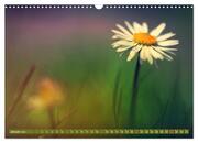 Gänseblümchen Poesie (Wandkalender 2024 DIN A3 quer), CALVENDO Monatskalender - Abbildung 3