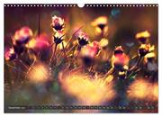 Gänseblümchen Poesie (Wandkalender 2024 DIN A3 quer), CALVENDO Monatskalender - Abbildung 14