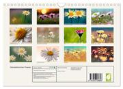 Gänseblümchen Poesie (Wandkalender 2024 DIN A4 quer), CALVENDO Monatskalender - Abbildung 1