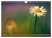 Gänseblümchen Poesie (Wandkalender 2024 DIN A4 quer), CALVENDO Monatskalender - Abbildung 3