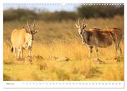 Safari Kenia (Wandkalender 2024 DIN A3 quer), CALVENDO Monatskalender - Abbildung 6