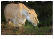 Safari Kenia (Wandkalender 2024 DIN A3 quer), CALVENDO Monatskalender - Abbildung 7
