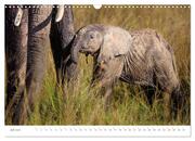 Safari Kenia (Wandkalender 2024 DIN A3 quer), CALVENDO Monatskalender - Abbildung 9
