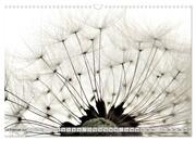 PusteblumenZauber (Wandkalender 2024 DIN A3 quer), CALVENDO Monatskalender - Abbildung 4