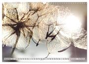 PusteblumenZauber (Wandkalender 2024 DIN A3 quer), CALVENDO Monatskalender - Abbildung 14