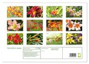 Taglilien im Garten (hochwertiger Premium Wandkalender 2024 DIN A2 quer), Kunstdruck in Hochglanz - Abbildung 1