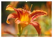 Taglilien im Garten (hochwertiger Premium Wandkalender 2024 DIN A2 quer), Kunstdruck in Hochglanz - Abbildung 8