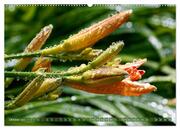 Taglilien im Garten (hochwertiger Premium Wandkalender 2024 DIN A2 quer), Kunstdruck in Hochglanz - Abbildung 11