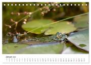Der Frosch im Seerosenteich (Tischkalender 2024 DIN A5 quer), CALVENDO Monatskalender - Abbildung 3