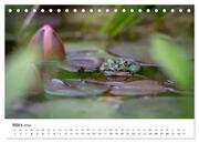 Der Frosch im Seerosenteich (Tischkalender 2024 DIN A5 quer), CALVENDO Monatskalender - Abbildung 5
