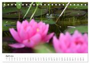 Der Frosch im Seerosenteich (Tischkalender 2024 DIN A5 quer), CALVENDO Monatskalender - Abbildung 6