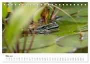 Der Frosch im Seerosenteich (Tischkalender 2024 DIN A5 quer), CALVENDO Monatskalender - Abbildung 7