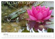 Der Frosch im Seerosenteich (Tischkalender 2024 DIN A5 quer), CALVENDO Monatskalender - Abbildung 8