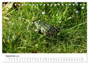 Der Frosch im Seerosenteich (Tischkalender 2024 DIN A5 quer), CALVENDO Monatskalender - Abbildung 11