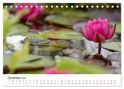 Der Frosch im Seerosenteich (Tischkalender 2024 DIN A5 quer), CALVENDO Monatskalender - Abbildung 14
