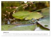 Der Frosch im Seerosenteich (Wandkalender 2024 DIN A4 quer), CALVENDO Monatskalender - Abbildung 3