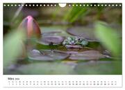 Der Frosch im Seerosenteich (Wandkalender 2024 DIN A4 quer), CALVENDO Monatskalender - Abbildung 5