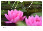 Der Frosch im Seerosenteich (Wandkalender 2024 DIN A4 quer), CALVENDO Monatskalender - Abbildung 6