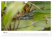 Der Frosch im Seerosenteich (Wandkalender 2024 DIN A4 quer), CALVENDO Monatskalender - Abbildung 7