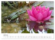 Der Frosch im Seerosenteich (Wandkalender 2024 DIN A4 quer), CALVENDO Monatskalender - Abbildung 8