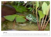Der Frosch im Seerosenteich (Wandkalender 2024 DIN A4 quer), CALVENDO Monatskalender - Abbildung 9