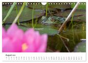 Der Frosch im Seerosenteich (Wandkalender 2024 DIN A4 quer), CALVENDO Monatskalender - Abbildung 10