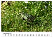 Der Frosch im Seerosenteich (Wandkalender 2024 DIN A4 quer), CALVENDO Monatskalender - Abbildung 11