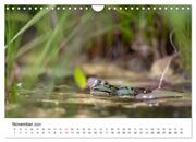 Der Frosch im Seerosenteich (Wandkalender 2024 DIN A4 quer), CALVENDO Monatskalender - Abbildung 13