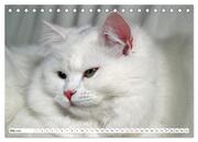 Die Perserkatze - Farbschlag Weiß (Tischkalender 2024 DIN A5 quer), CALVENDO Monatskalender - Abbildung 7